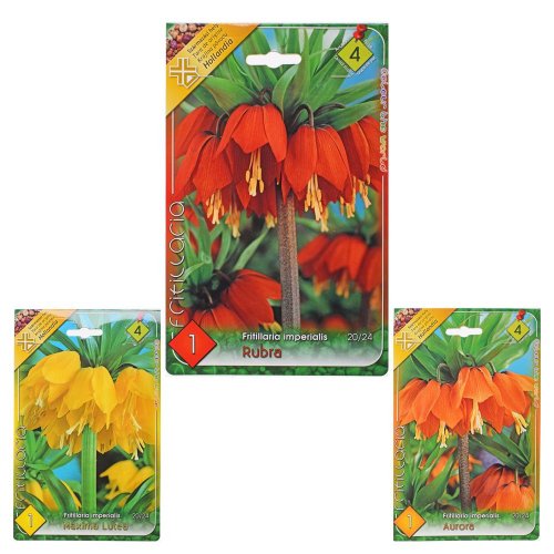 Fritillaria imp. mix