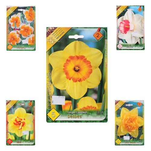 Narcis mix farba