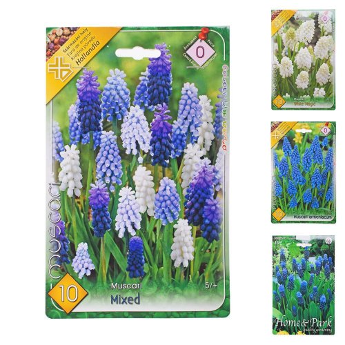 Muscari mix