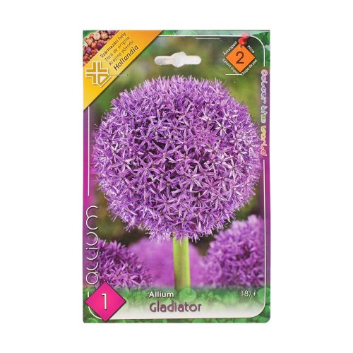 Allium - mount everest,gladiator - Jesenné dekorácie