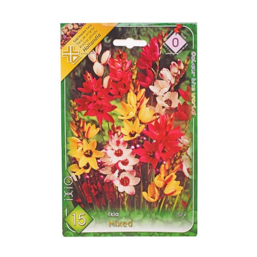 Ixia mix