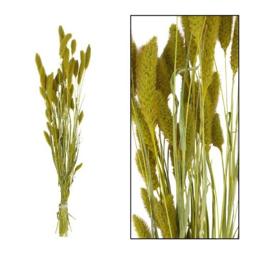 Setaria zväzok 66cm