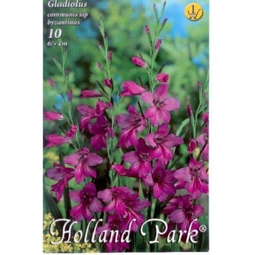 Gladiolus comm.byzantus