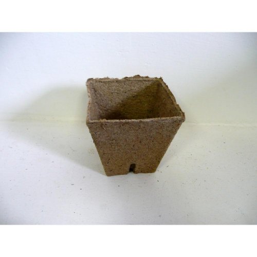 Rašel.sadb.hranatý  8x8cm en
