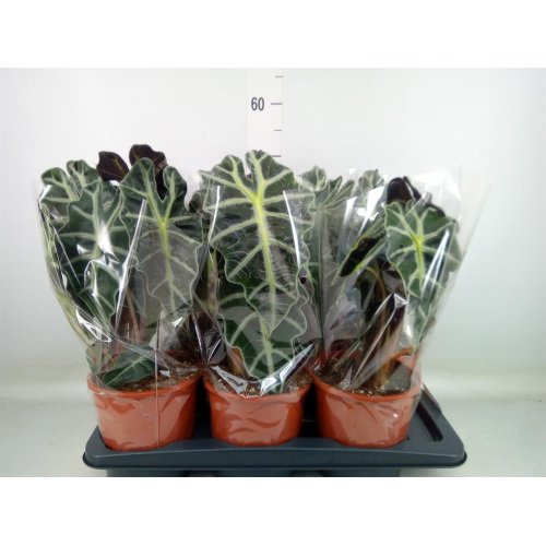 Alocasia polly 17/45cm