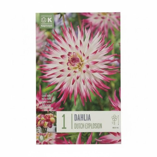 Dahlia cact.dutch explosion 1ks