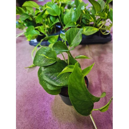 Scindapsus/epipremnum pinn./mix 12/20cm