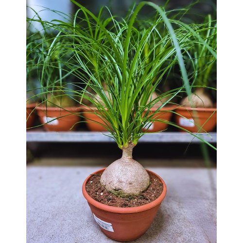 Nolina 20/55cm