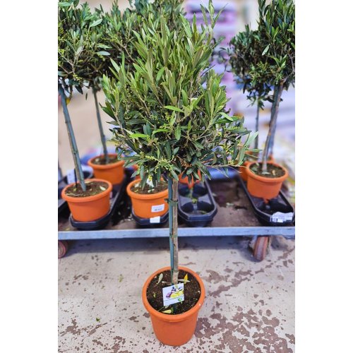 Olea europea 19/85cm