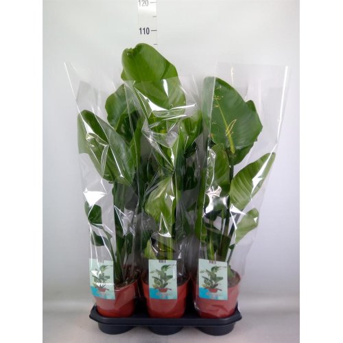 Strelitzia nicolai 19/90cm