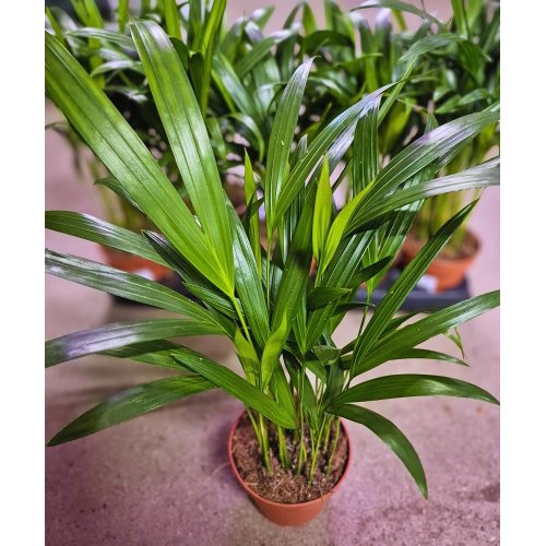 Dypsis lutescens 12/40cm