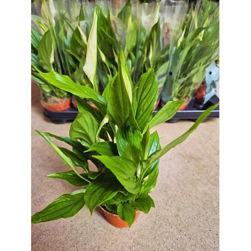 Spathiphyllum 9/35cm