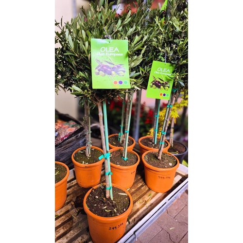 Olea europaea 20cm