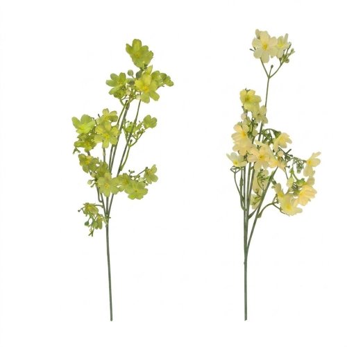 Ks oxypetalum mix/2f 67cm