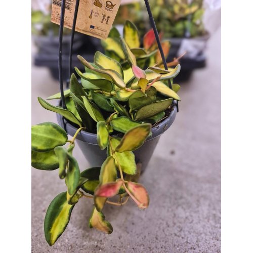 Hoya záves 14/10cm - Veľkonočné ozdoby