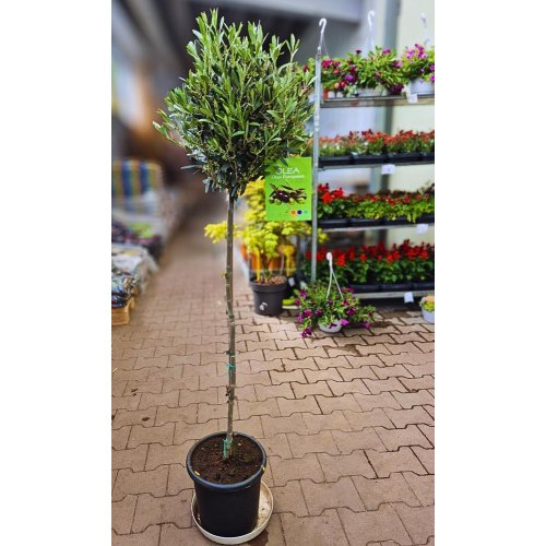 Olea europea 24/140cm - Umelé kvety
