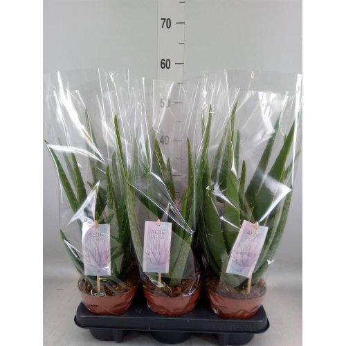 Aloe vera barbadensis 14/45cm - Veľkonočné ozdoby