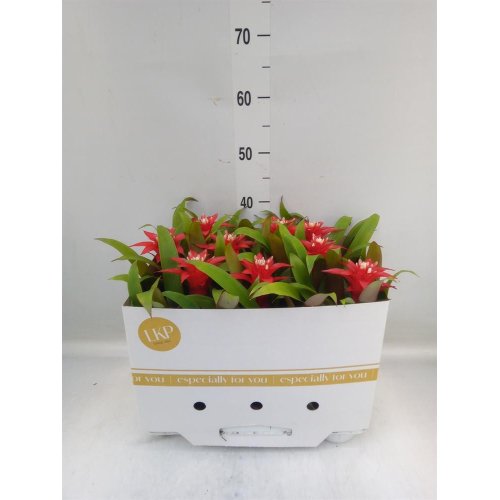 Guzmania arr. 10,5/35cm