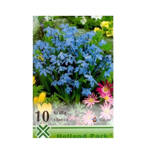 Scilla siberica 10ks - Umelé kvety