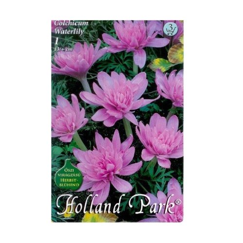 Colchicum waterlili 1ks - Umelé kvety