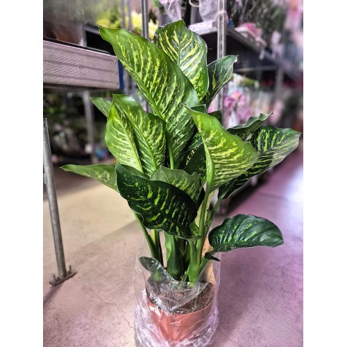 Dieffenbachia 21/75cm - Vianočné dekorácie