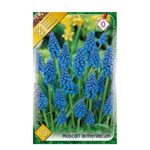 Muscari armeniacum 10ks - Umelé kvety