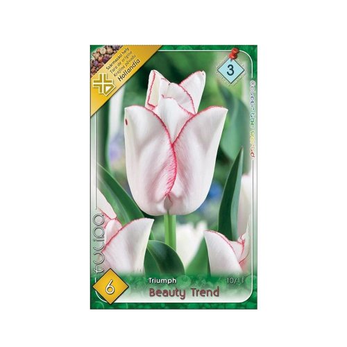 Tulipán beauty trend 6ks
