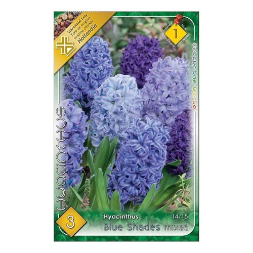 Hyacint blue shades mix 3ks - Vianočné dekorácie
