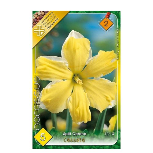 Narcis cassata 5ks - Umelé kvety