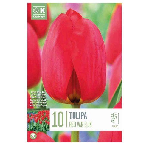 Tulipán red van eijk 10 ks - Umelé kvety