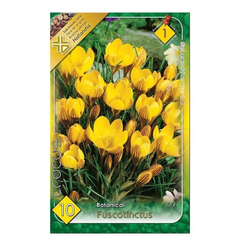 Crocus fuscotinctus 10ks - Vianočné dekorácie