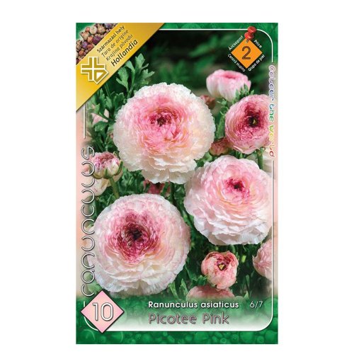 Ranunculus picotee pink 10ks - Umelé kvety