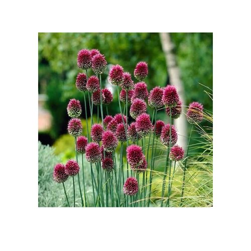 Allium sphaerocephalon 30ks - Vianočné dekorácie a ozdoby