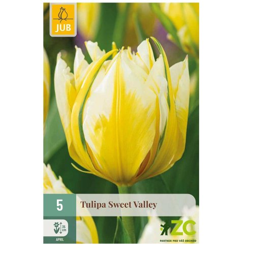 Tulipán sweet valley 5ks - Veľkonočné ozdoby