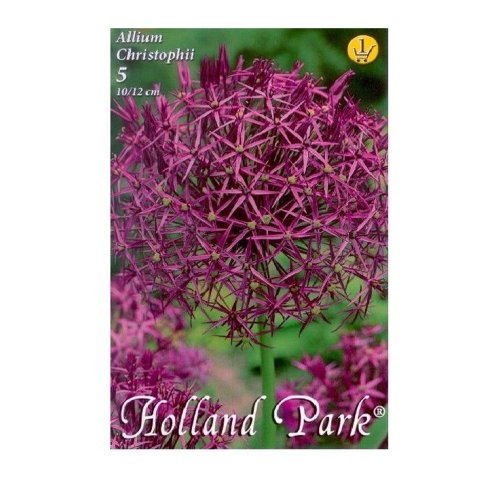 Allium christophii 5ks - Umelé kvety
