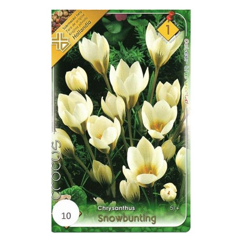 Crocus snowbunting 10ks