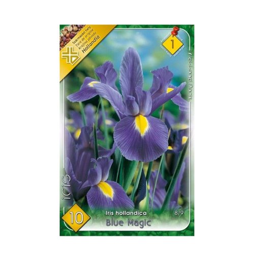 Iris blue magic 10ks - Umelé kvety