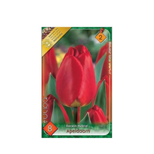 Tulipán apeldoorn 8ks - Umelé kvety