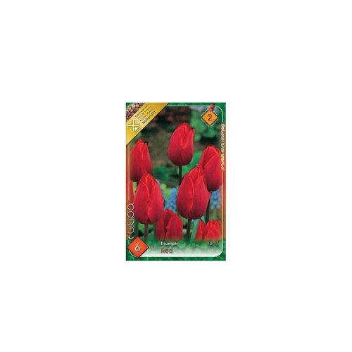 Tulipán triumph red 6ks - Umelé kvety