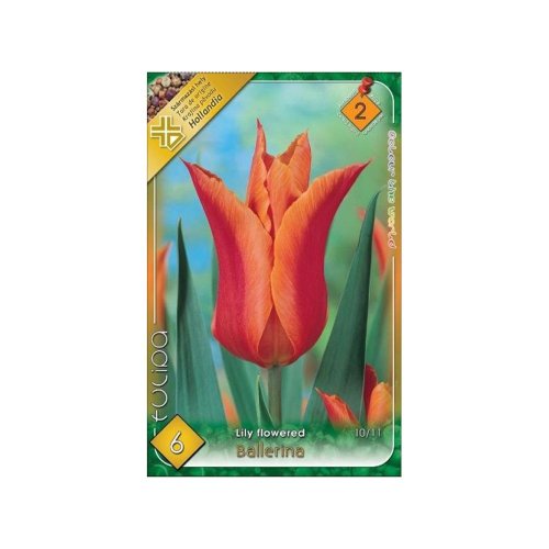 Tulipán ballerina 6ks