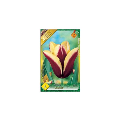 Tulipán gavota 6ks - Veľkonočné ozdoby