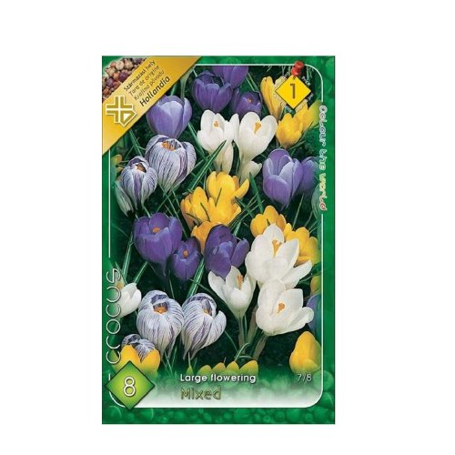Crocus large flowering mix 8ks - Vianočné dekorácie