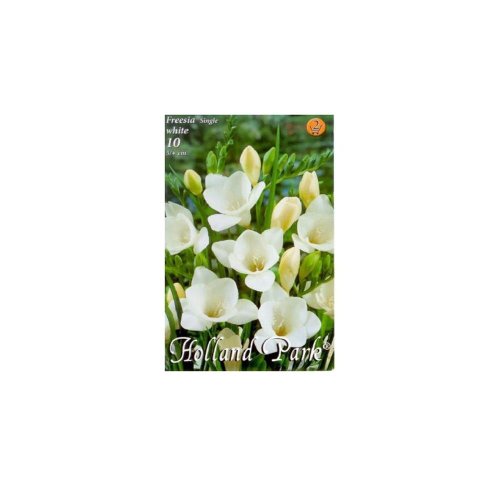 Freesia white 10ks