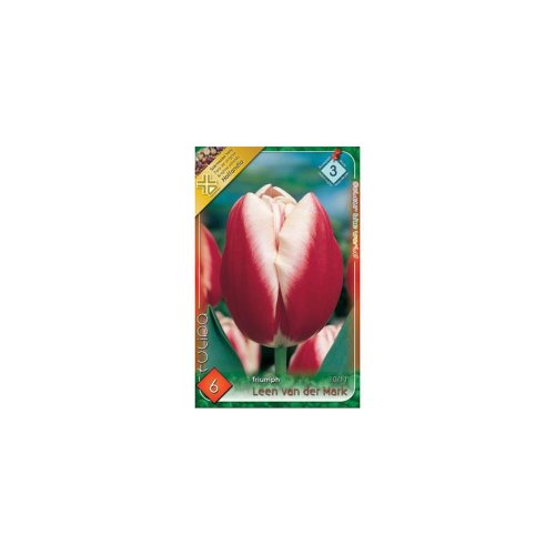 Tulipán leen van der mark 6ks - Veľkonočné ozdoby