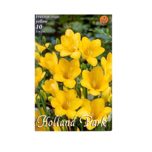 Freesia yellow 10ks - Umelé kvety