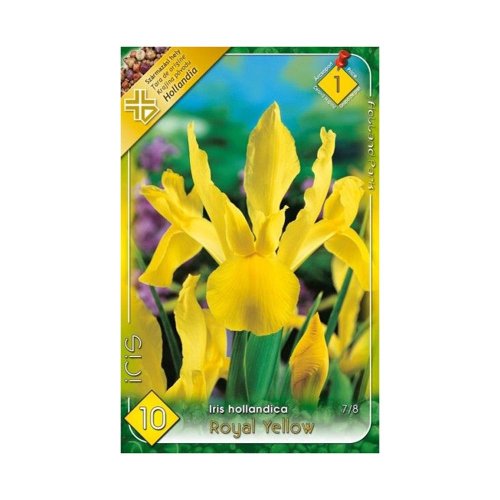 Iris royal yellow 10ks - Umelé kvety