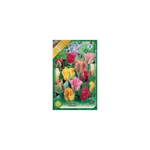 Tulipán viridiflora mix 8ks