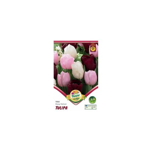 Tulipán trio deep velvet 6ks