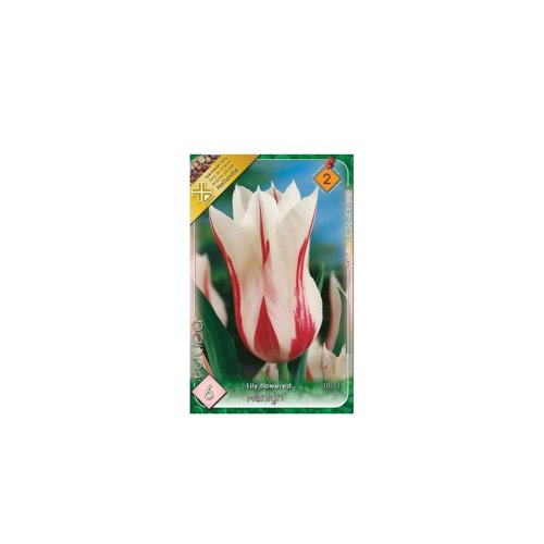 Tulipán marylin 6ks - Veľkonočné ozdoby