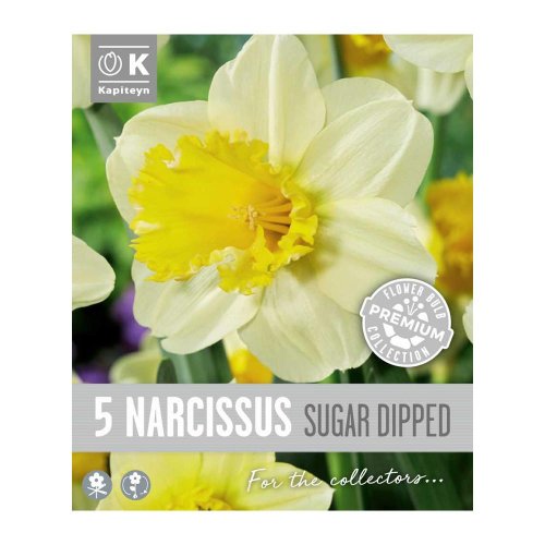 Narcis prem.sugar dipped 5ks